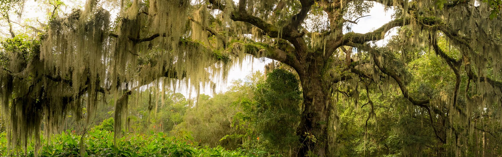 A tree in Southwest Georgia, a region where highway contractors are hiring for road construction careers in Georgia