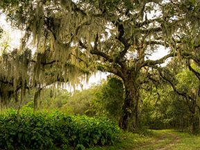 A tree in Southwest Georgia, a region where where highway contractors are hiring for road construction careers